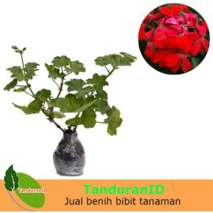 Geranium Merah ( pelargonium )