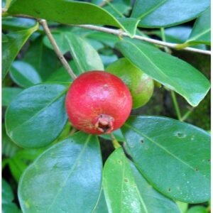 Jambu Leci