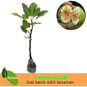 Tin Green Yordan