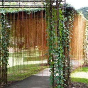 Curtain Ivy