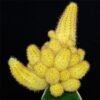Kaktus Grafting Lutea - Gambar 3
