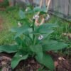 Komfrey (Comfrey) - Gambar 2