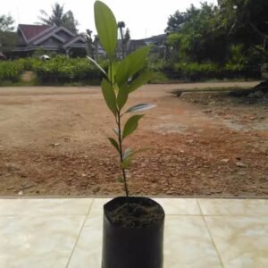 Kayu Manis