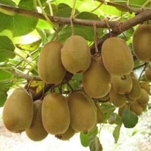 Kiwi