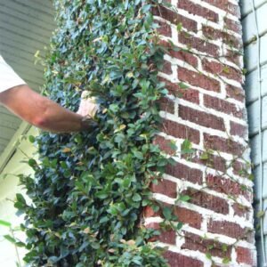 Creeping Ficus ( Creeping Fig )
