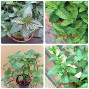 Paket Tanaman Mint