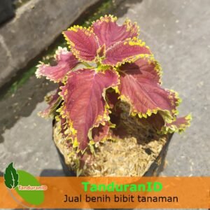 Bunga Miana Merah Lipstik Kuning