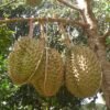 Durian Petruk - Gambar 2