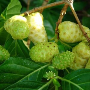Mengkudu