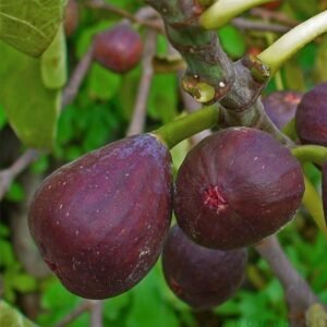 Tin Purple Yordan (Purple Jordan)