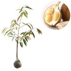 Durian D24