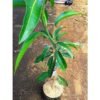 Mangga Garifta Orange - Gambar 2