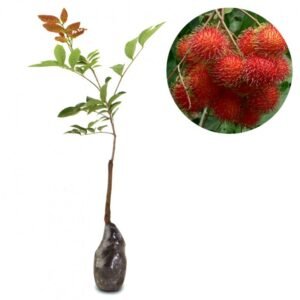 Rambutan Binjai