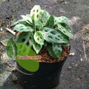 Calathea Tricolour