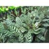Calathea Makoyana - Gambar 2