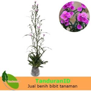 Aster Pikok Pink