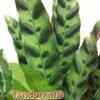 Calathea Lancifolia - Gambar 2