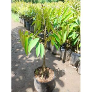 Durian Musangking 3 Kaki