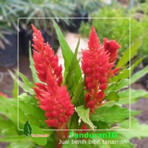 Oranye Celosia