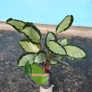 Calathea Dark Star