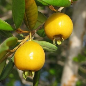 Yellow Pitomba