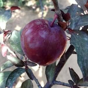 Plum Ungu