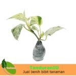 Sirih Belanda Putih