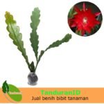 Wijaya Kusuma Merah