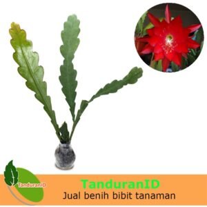 Wijaya Kusuma Merah