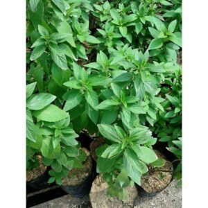 Spearmint
