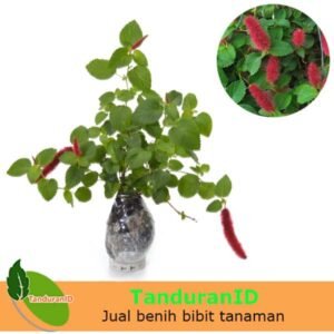 Acalypha Gantung