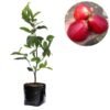Jambu Air Red Taiwan - Gambar 2