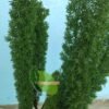 Asparagus Ekor Tupai - Gambar 2