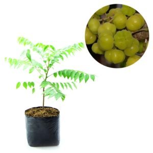 Ceremai Otaheite Gooseberry