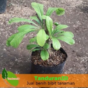Buah Maja