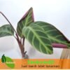 Calathea Zebra Merah - Gambar 2