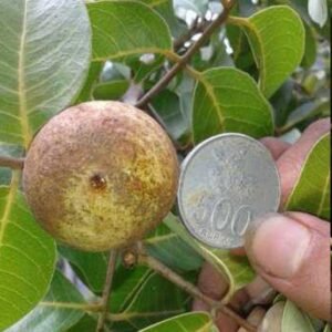 Kelengkeng Giant Longan