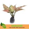 Aglaonema Valentine - Gambar 2