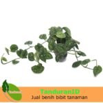 Scindapsus