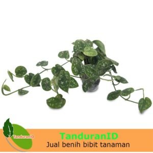 Scindapsus