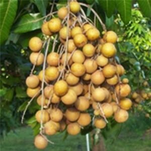 Kelengkeng Kristal