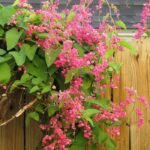 Air Mata Pengantin (Coral Vine Pink)