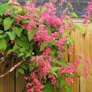 Air Mata Pengantin (Coral Vine Pink)