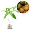 Genip ( Jeruk Spanyol ) - Gambar 2