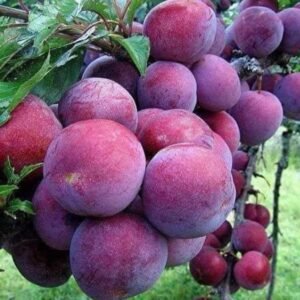 Plum Aussie