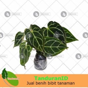 Kuping Gajah
