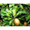 Sawo Variegata (Variegated Sapodilla) - Gambar 2
