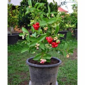 Jambu Air Kancing