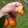 Sawo Kecik - Gambar 2