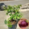 Plum Aussie - Gambar 2